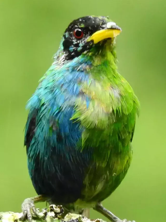 03 birds with striking green feather